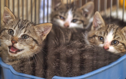 보호받은 고양이들.