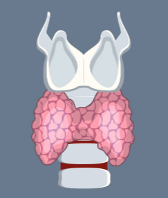 갑상선 기능 저하증 증상, 좋은음식, 수치 총정리 (2024ver)