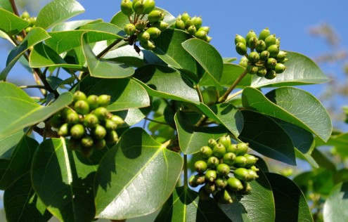 황칠나무 효능부터 부작용, 복용법, 술 담그는법까지 완벽정리