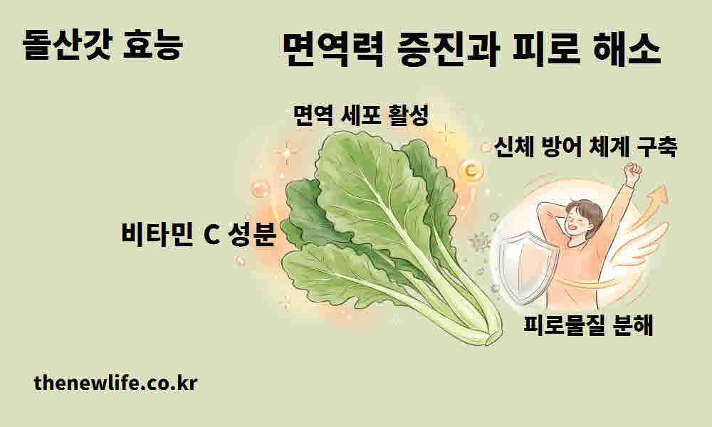 돌산갓 효능 면역력 증진 피로 해소
