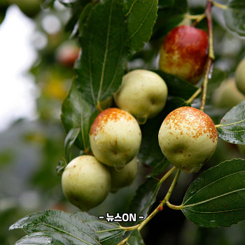 사과대추 말리기