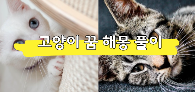 고양이 꿈해몽 풀이 (상황별, 색깔별 해석)