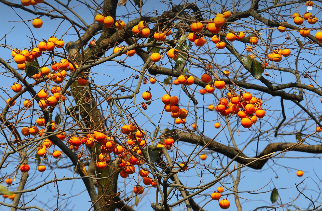 “감 따러 가는 날, 마을이 춤춘다” – 진영 단감마을 수확 축제