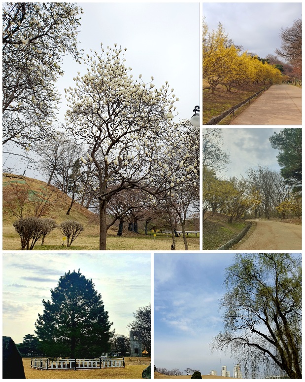 올림픽-공원에-봄이-오고-있어요.