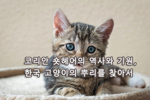 코리안 숏헤어의 역사와 기원, 한국 고양이의 뿌리를 찾아서