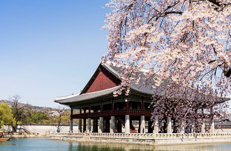 벚꽃 개화시기 2025