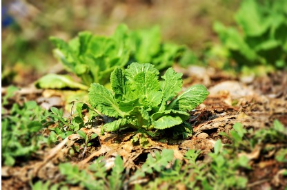 대형마트 절임배추 예약판매 가격비교 이마트 홈플 롯데 농협