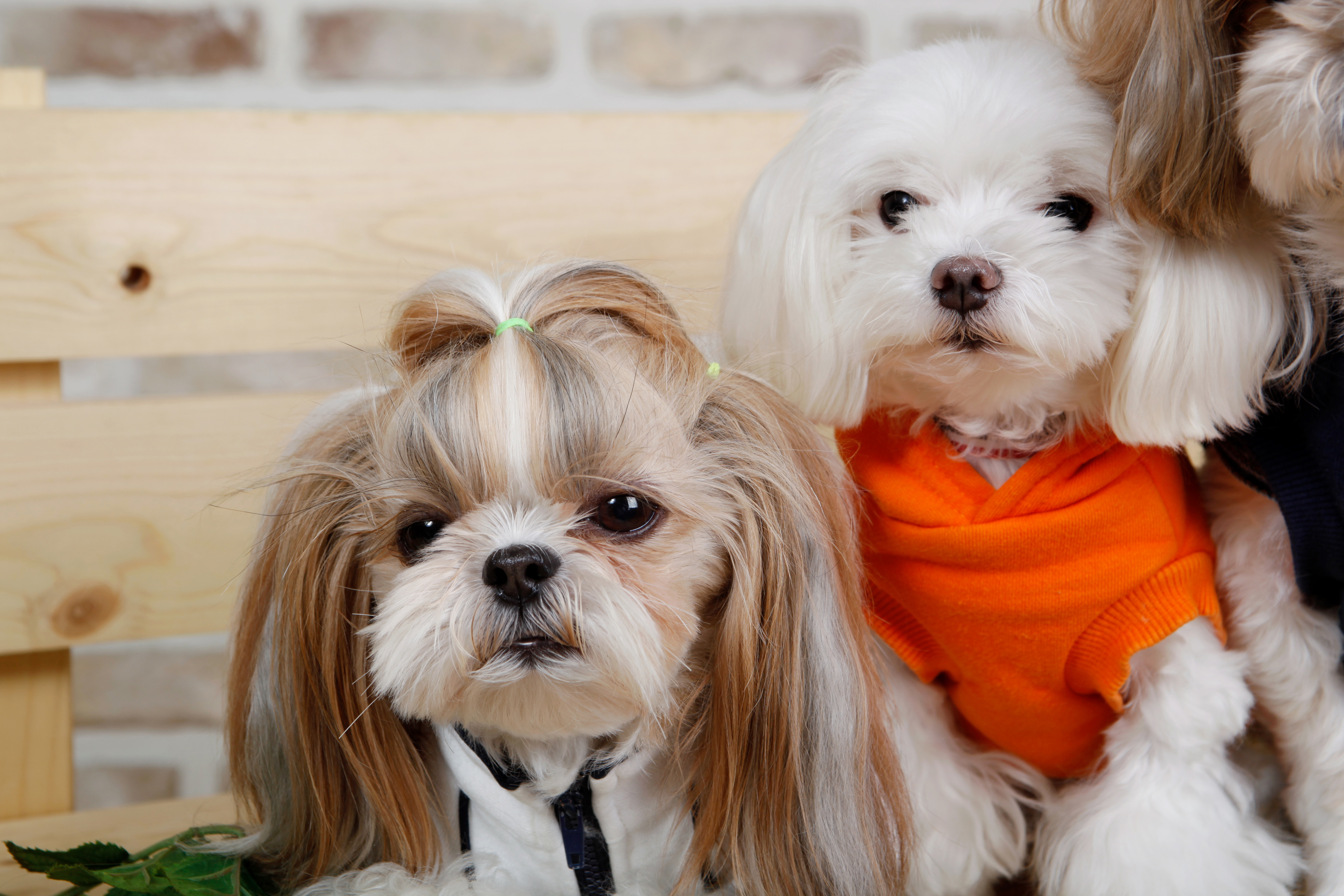 시츄와 말티즈 사진