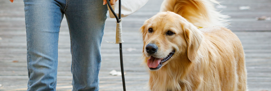 반려동물들록제