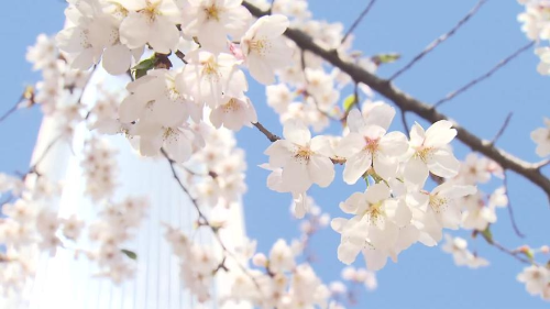 서울 벚꽃 명소