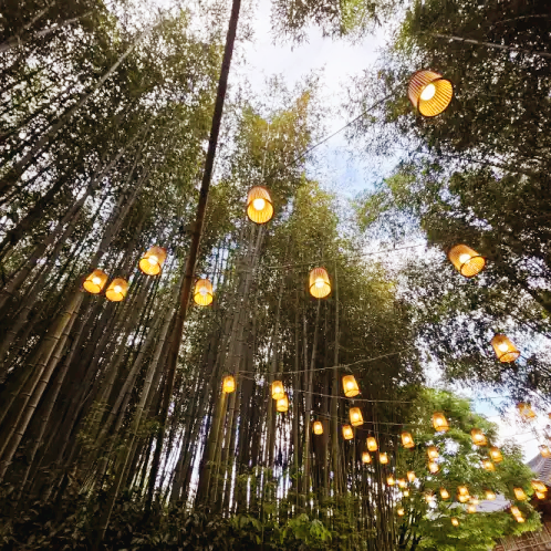 담양 대나무 축제 꿀팁 총정리! 주차&middot;맛집&middot;코스까지 한눈에