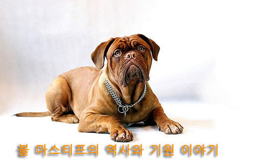 불 마스티프의 역사와 기원 이야기