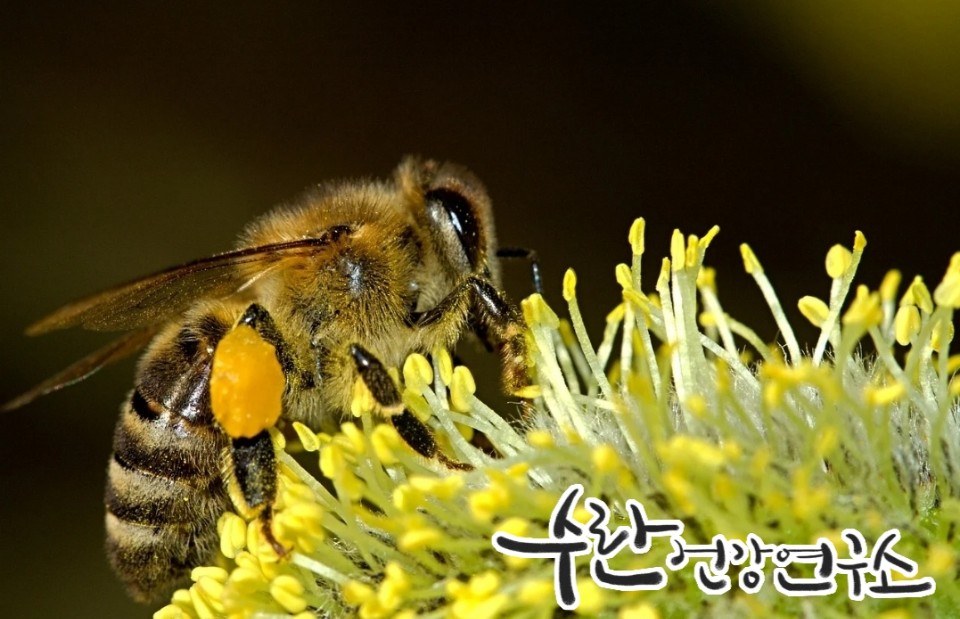 프로폴리스 필름형 원액20