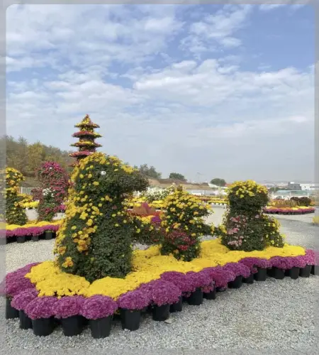 피나클랜드 오천만송이 국화축제_1