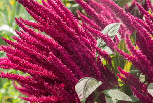 아마란스 효능02