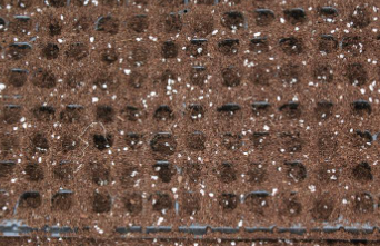 서리태 파종시기