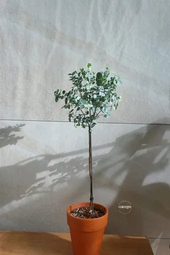 화분 잎마름 원인 햇빛부족 건조 과습 진단 맞춤 처방 가이드_9