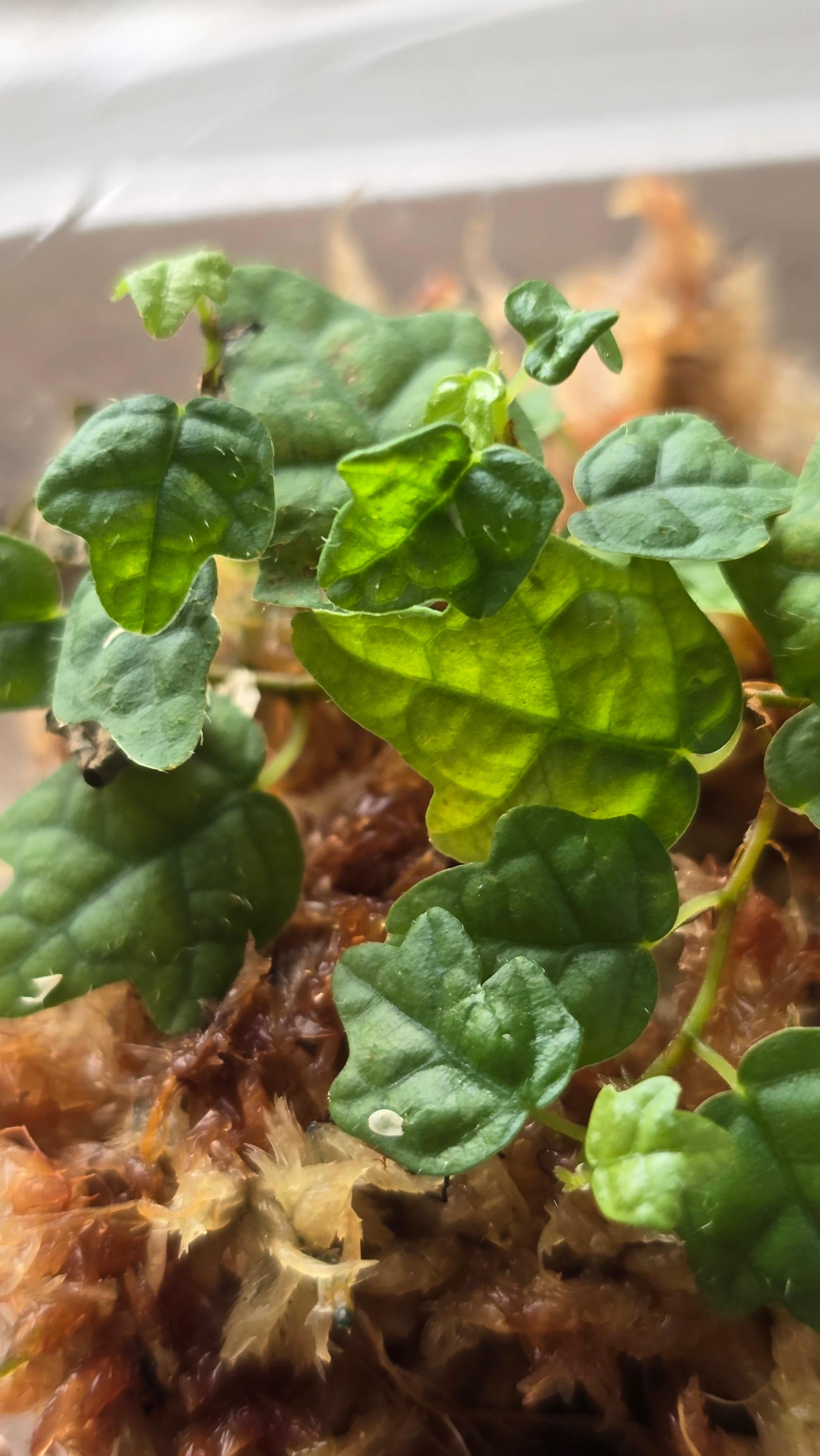 반려식물 키우기: 초보자를 위한 실내 농업 가이드