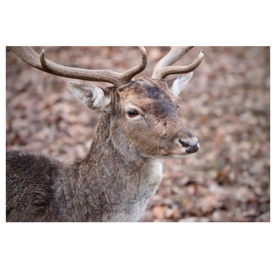 공진단과 관련된 사진입니다.