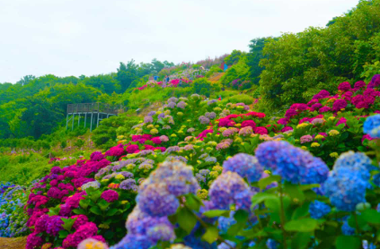 전라도 수국명소 추천 7곳, 수국이 만개한 아름다운 여름을 걷다