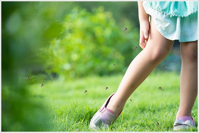 야외 숲에서 모기 여러 마리에게 공격을 당하는 여자 다리