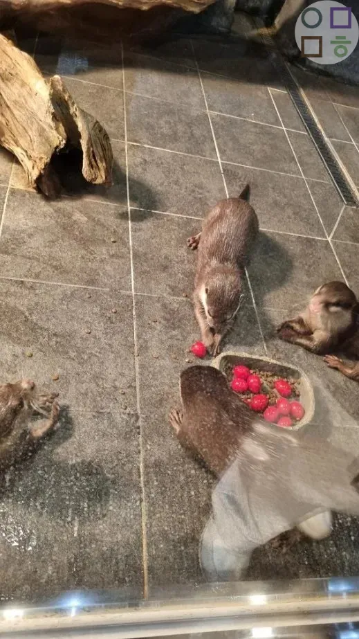 수달-먹이-먹는-모습-방울토마토-잘먹음