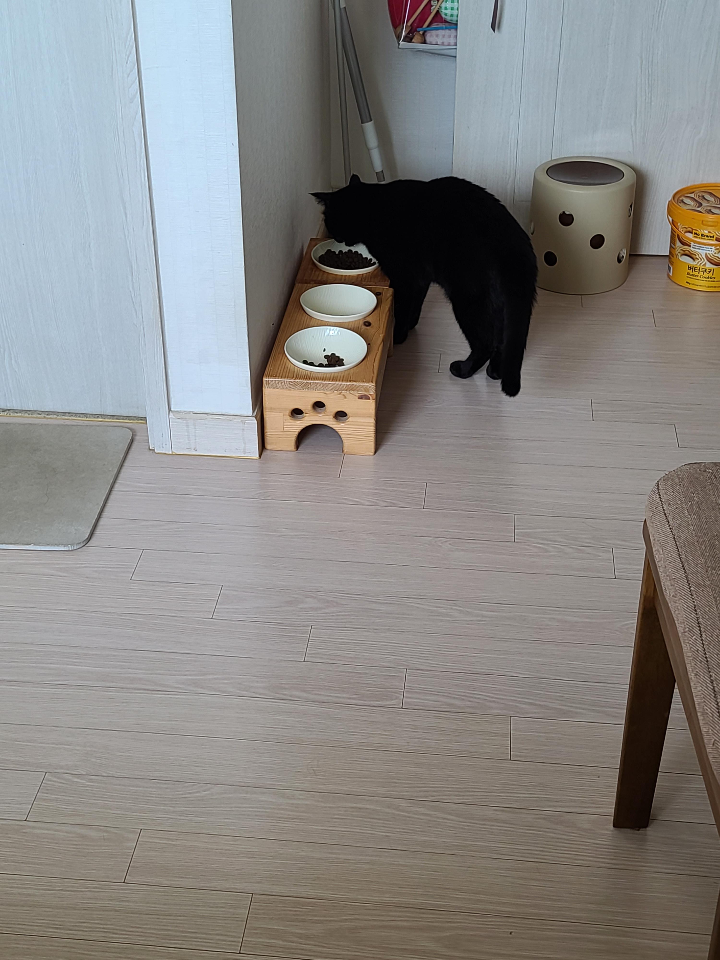 에어컨 바람을 피하고 싶을때 올블랙 건이와 막둥이 삐용이의 선택은...!