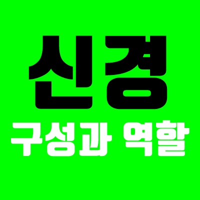 신경역할