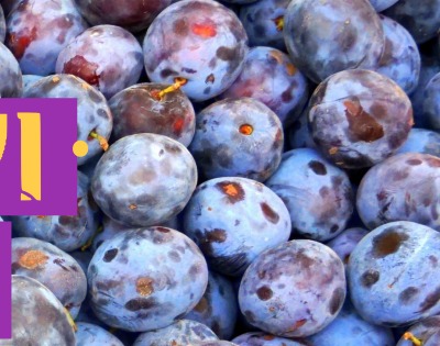 푸룬 건자두 효능 부작용