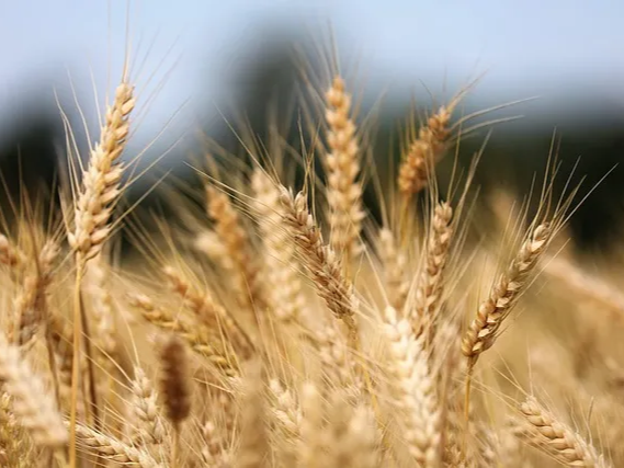 카무트 장 환경 개선에 도움