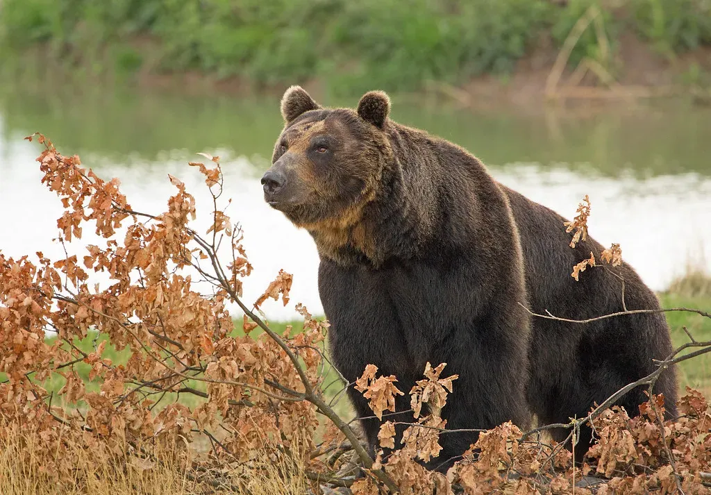 우수리 불곰 특징 성격 서식지_1