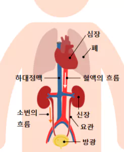 신장1