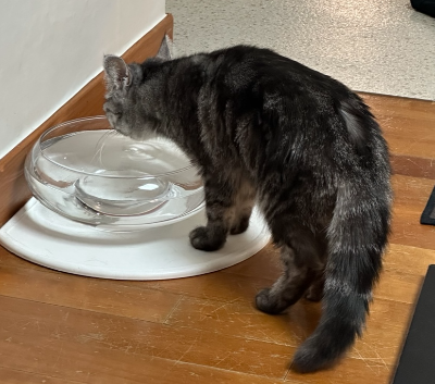 규조토 매트 위에 놓인 낮고 넓은 투명 유리 물그릇에서 물을 마시고 있는 회색 고양이 별찌