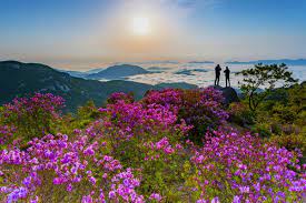 제28회 황매산 철쭉제 기본일정과 프로그램 소개