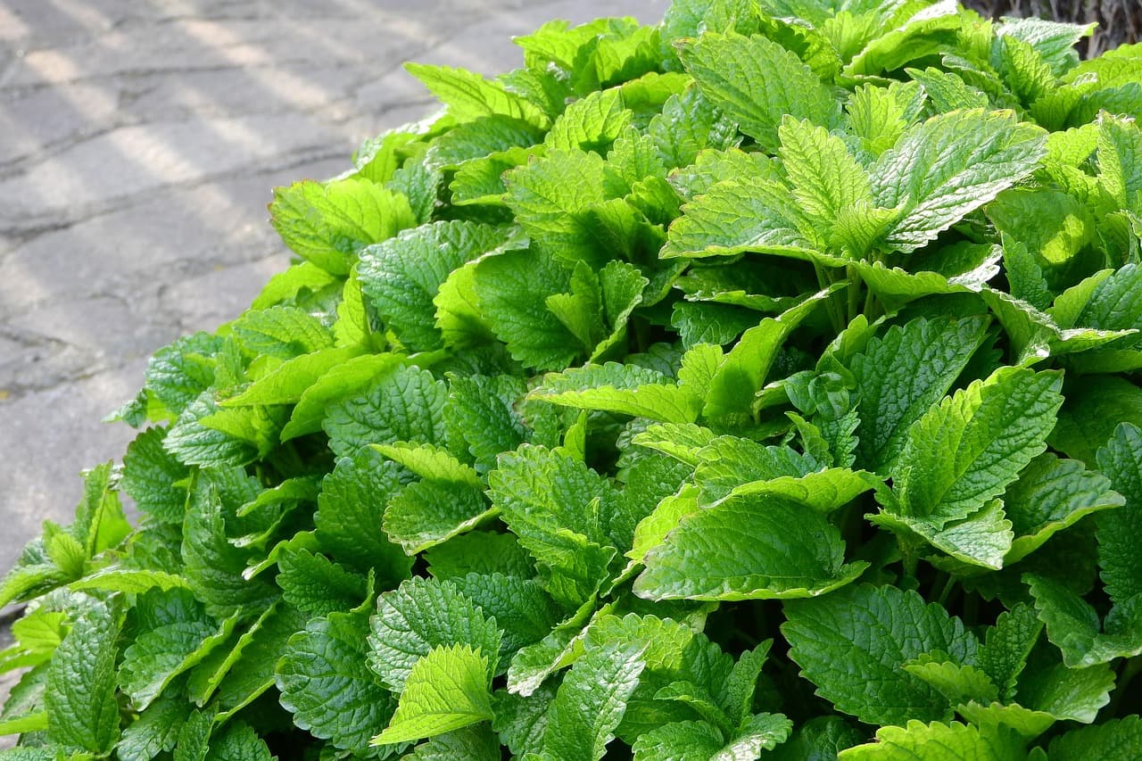 전통 약초를 활용한 친환경 생활용품 – 천연 세제, 방향제 등