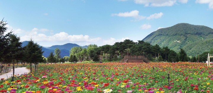 2025 Colorful Garden 자라섬 꽃 페스타 완전 정복 가이드!!