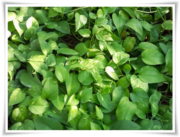 누구나 기르기 쉬운 공기정화 식물 &quot;스킨답서스 키우기&quot;