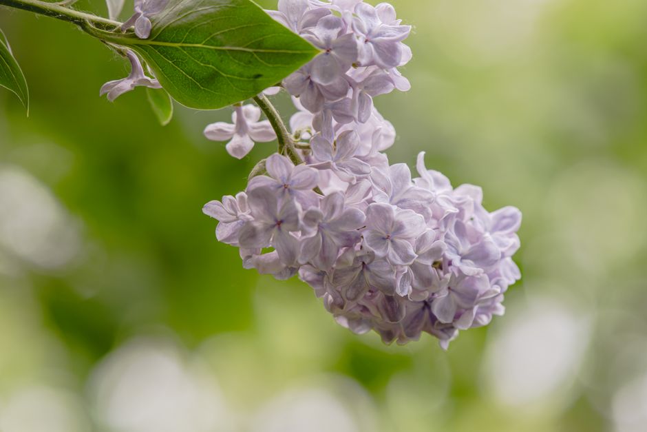 Beautiful light purple lilac flowers blooming on a branch in spring.