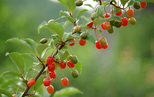 보리수 열매 먹는법, 효능, 수확시기 및 부작용