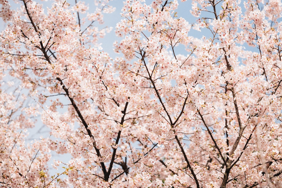 Cherry blossom.