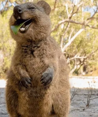 쿼카 웃는 동물 행복한 동물 특징 성격_12