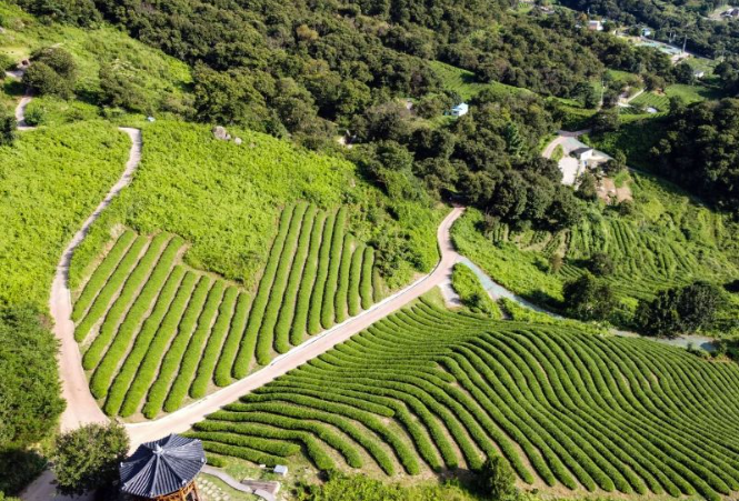 하동 북천 꽃양귀비 축제