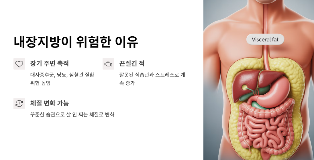 내장지방이 위험한 이유