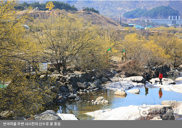 산수유꽃축제