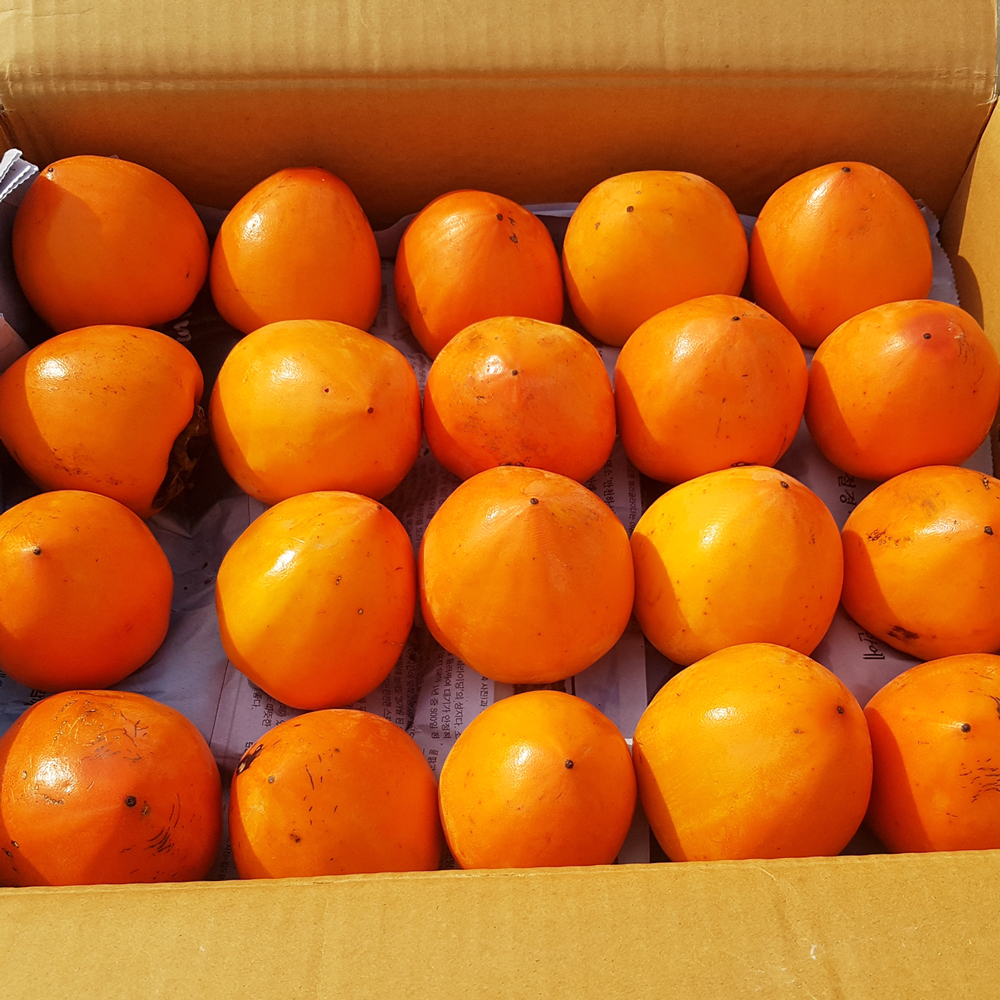 대봉감 홍시 만드는법