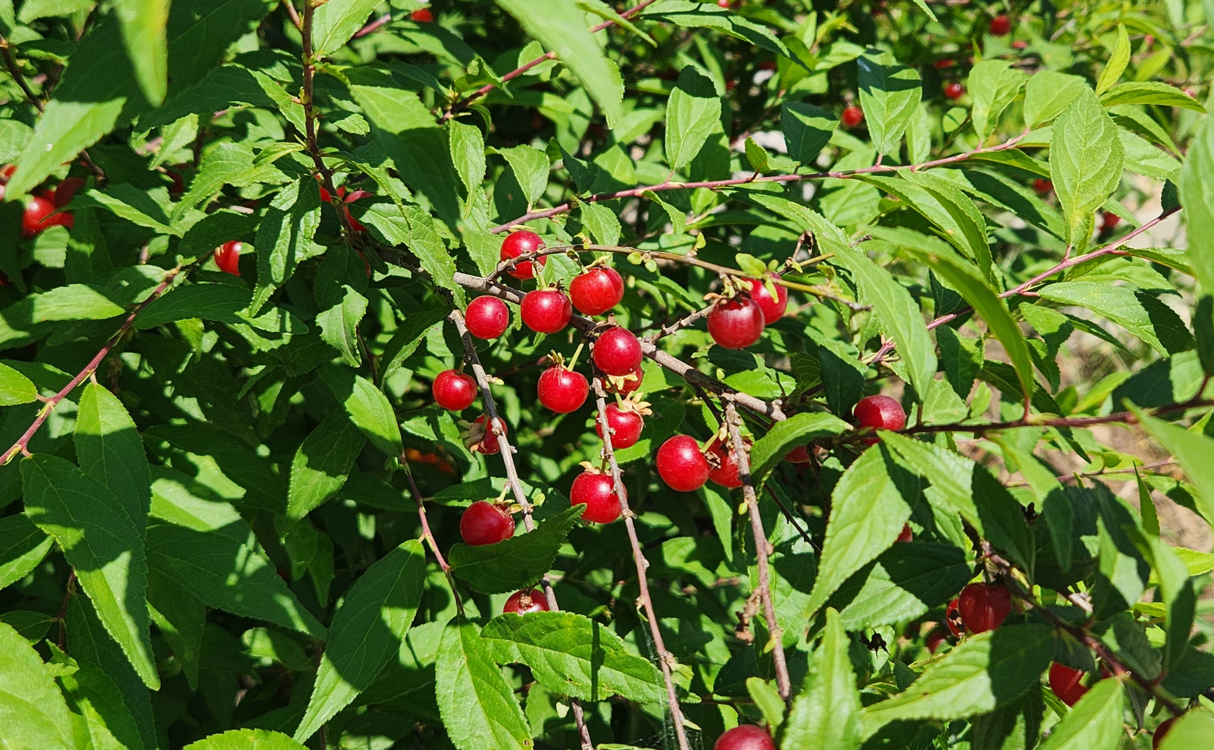 푸른 잎 사이로 보이는 붉은 앵두 열매