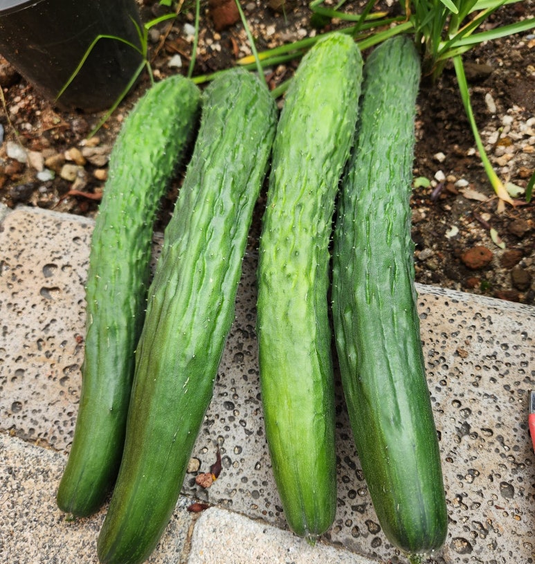 여름 더위에 지치지 않는 저칼로리 식단