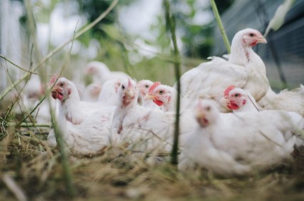 고병원성 조류인플루엔자 