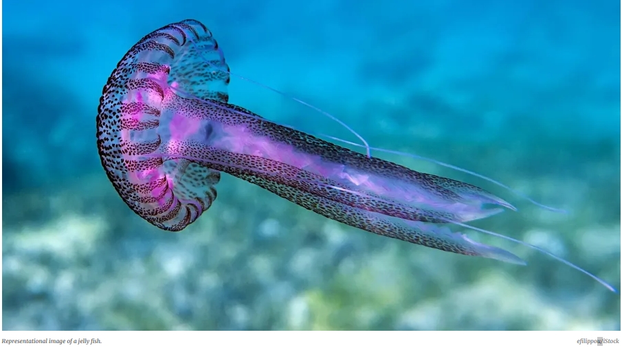 5억년&nbsp;된&nbsp;해파리&nbsp;콜라겐...'장기 대체' 획기적인&nbsp;바이오&nbsp;소재 부각 500-million-year-old jellyfish collagen could be key to lab grown organs