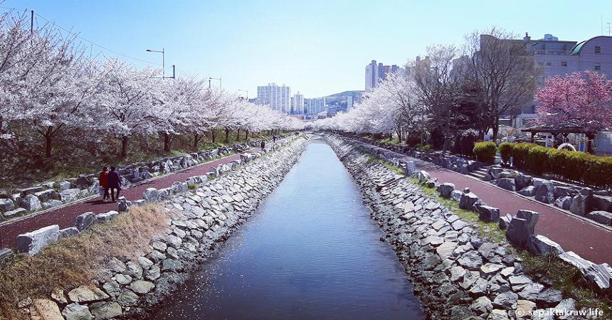 영도벚꽃